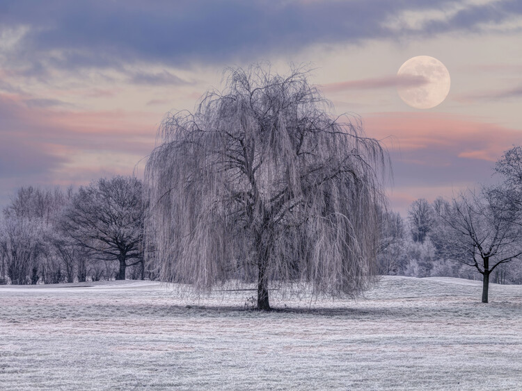 Poster Tree Covered in Frost