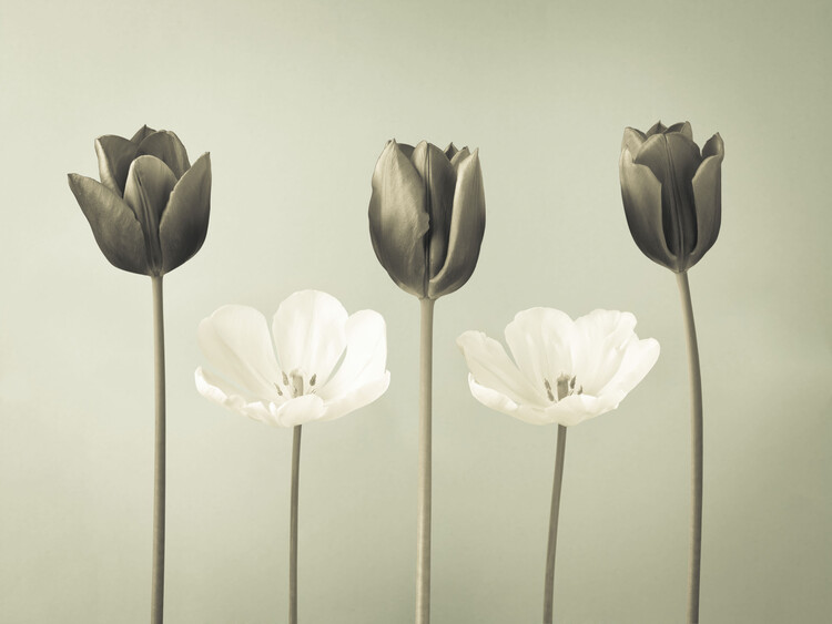 Poster Tulips flowers