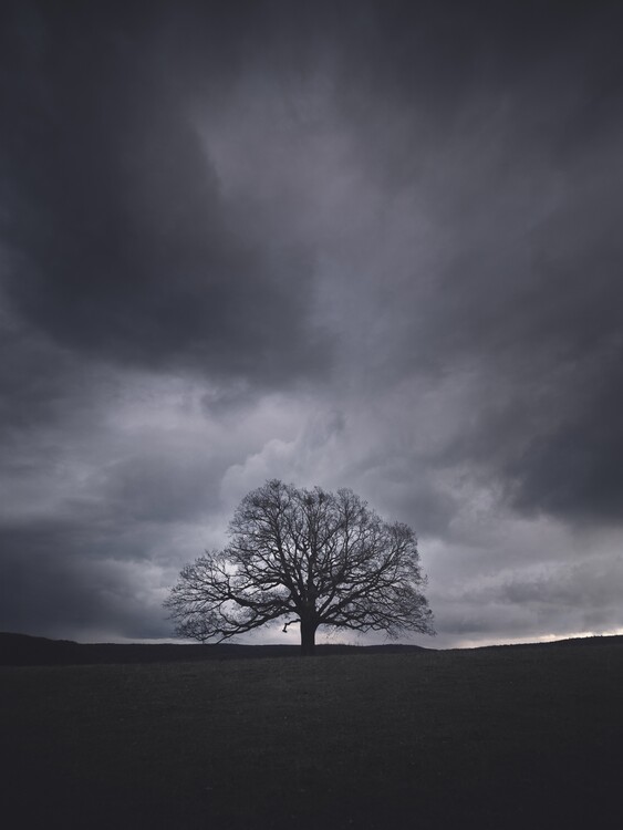 Poster Solitary Tree