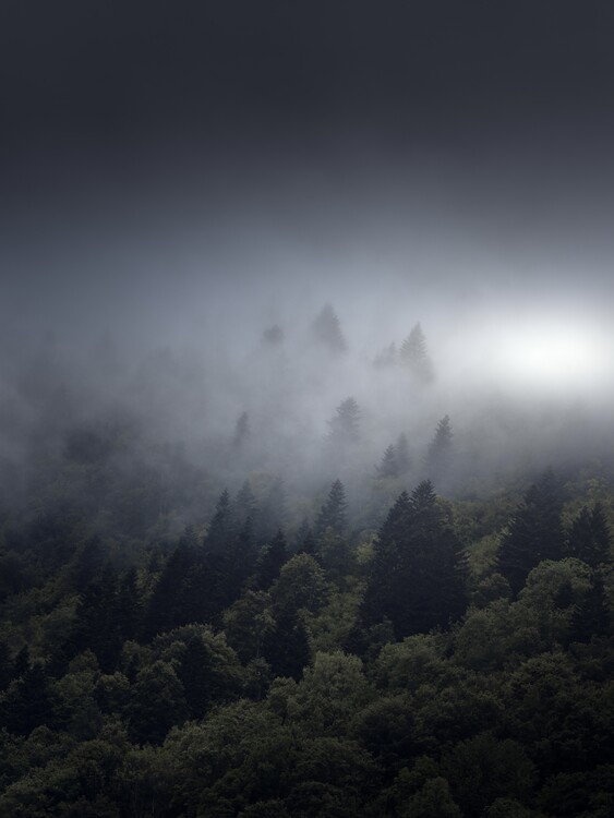 Poster Misty forest mood