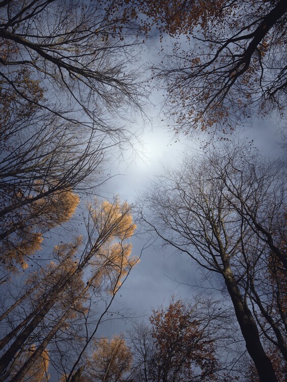 Poster Autumn forest