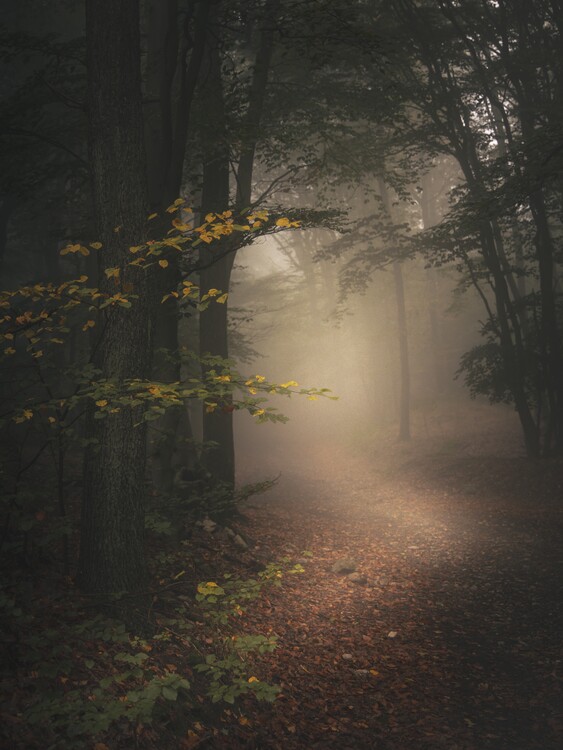 Poster Forest Misty Mood