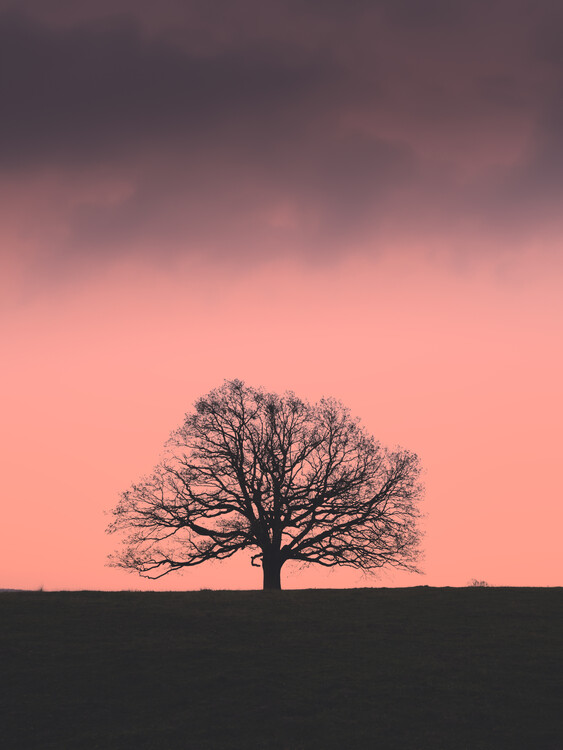 Poster Lonely Tree