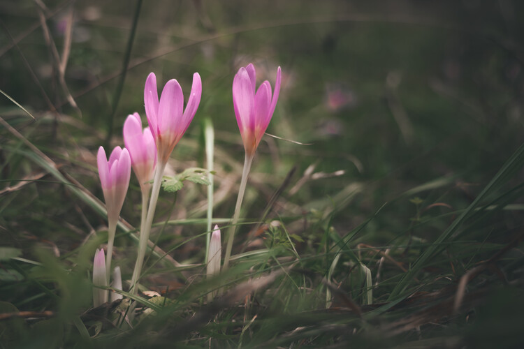 Poster Meadow Saffron
