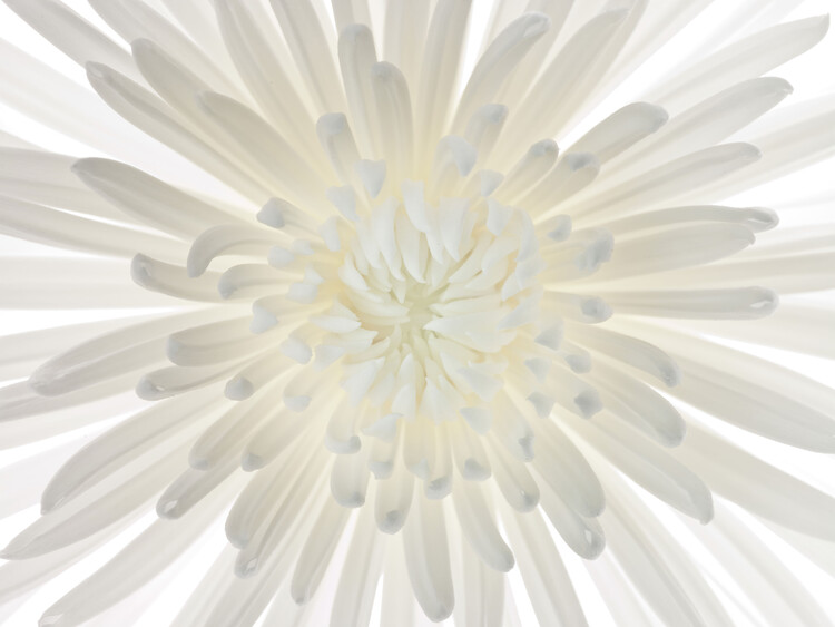 Plakat Chrysanthemums in Radiance