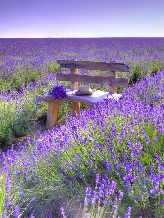 Poster Bench in Lavender field