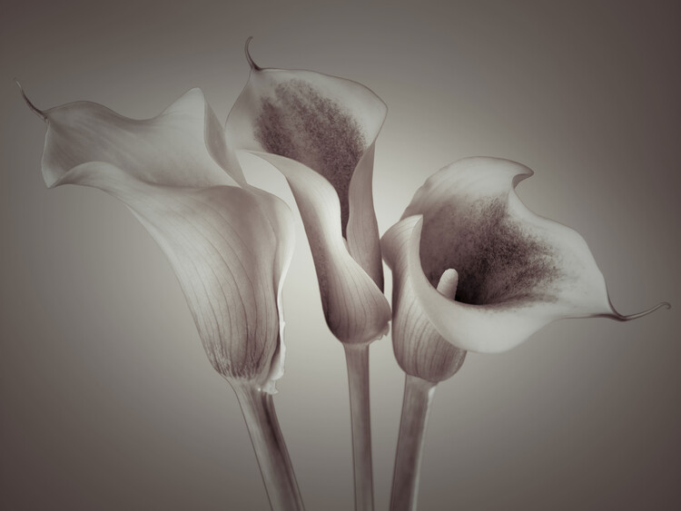 Poster Calla Lilies