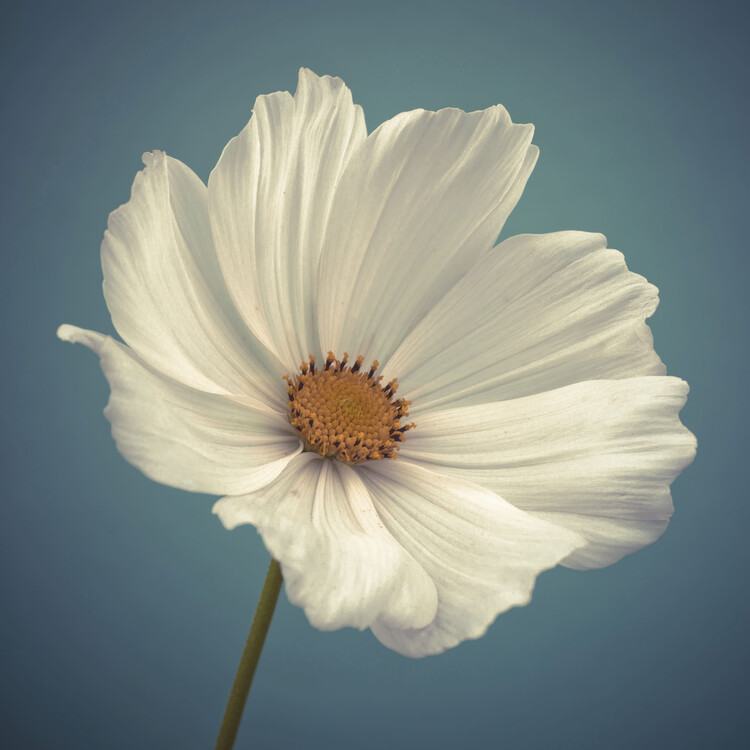 Poster Cosmos Blooms
