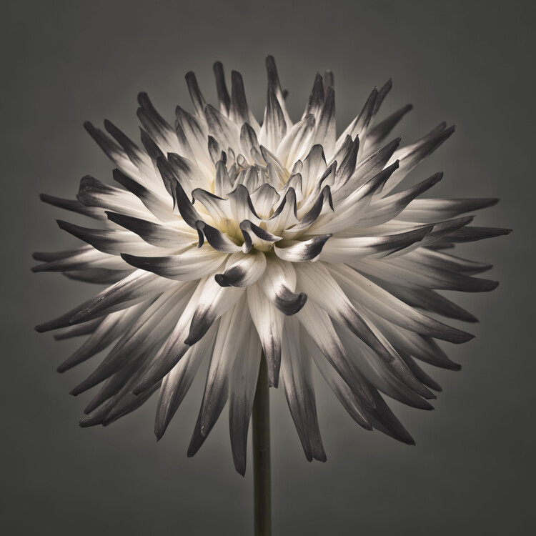 Poster Delicate Dahlia