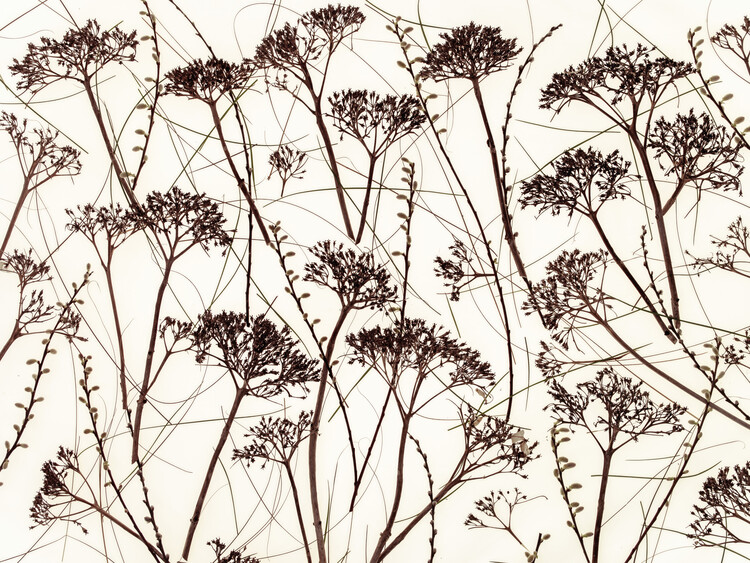 Poster Dried Flowers