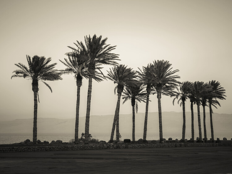 Póster Palm Trees Embracing the Beach