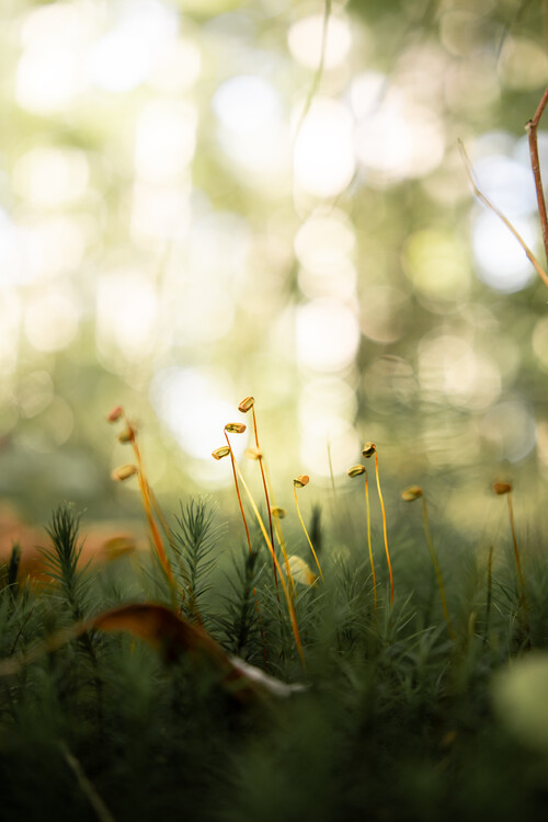 Poster Nature in Forest