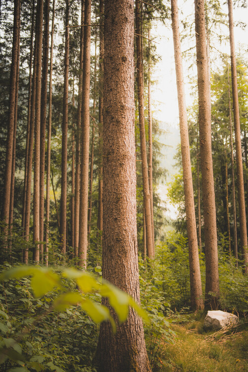 Poster Forest