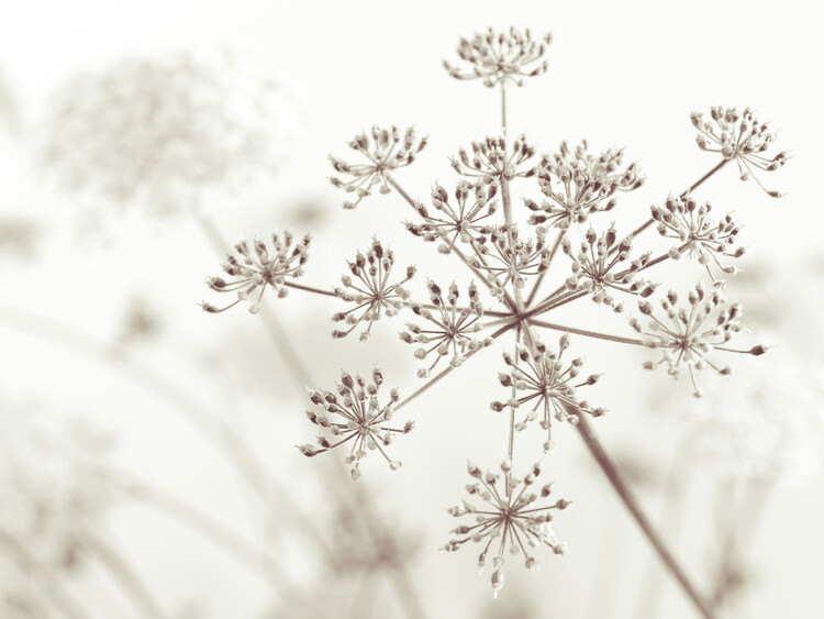 Poster Cow Parsley