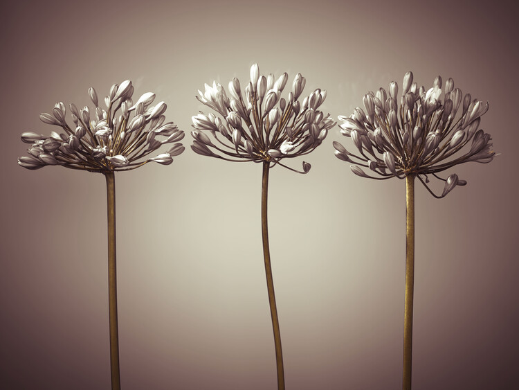 Poster African Lilies