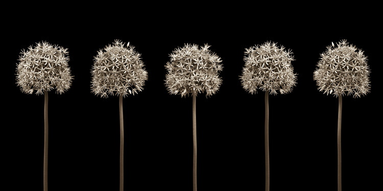 Poster Floral Lineage