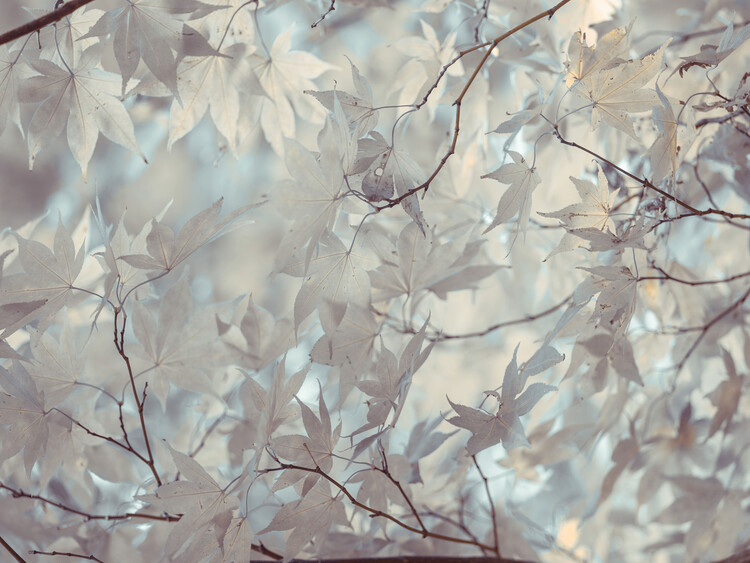 Poster Radiant Autumn
