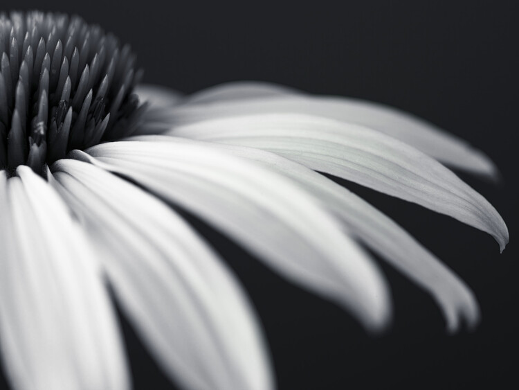 Poster Coneflower