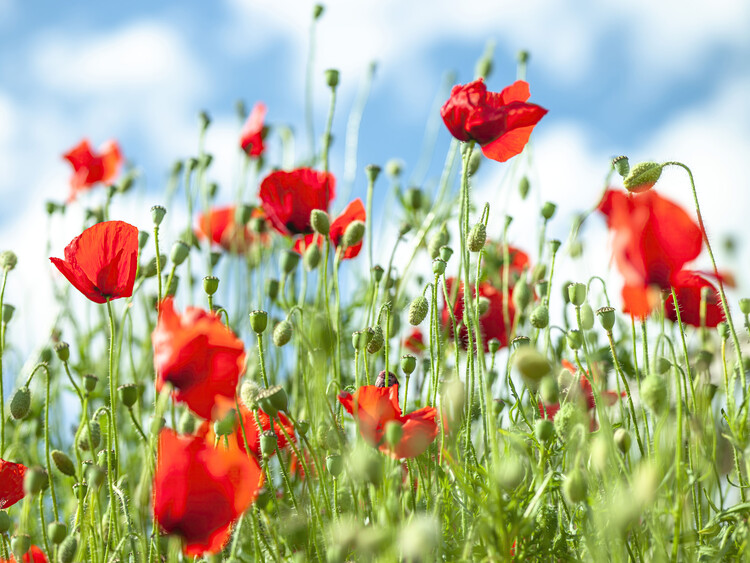 Plakat Blooming Serenity