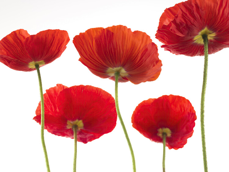 Poster The Dance of Five Poppies