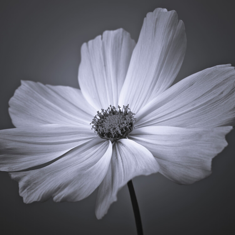 Plakat Cosmos