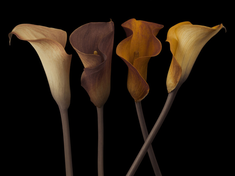 Poster Calla Lilies