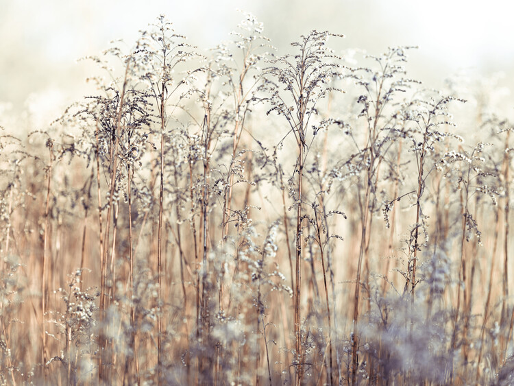 Poster Reeds