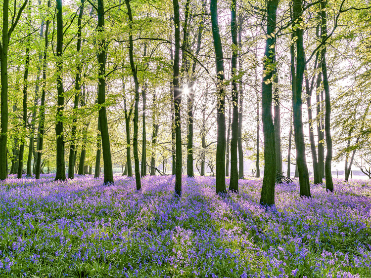 Poster Enchanting Bluebell Forest