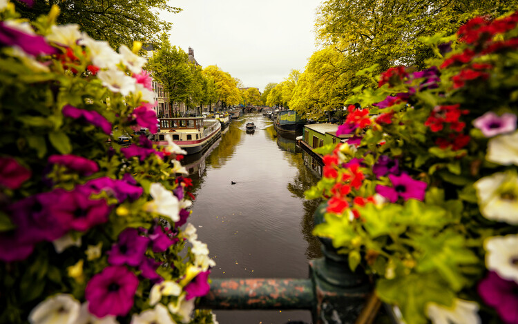 Poster Floral in Amsterdam
