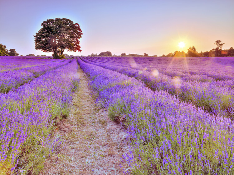 Poster Lavender Field