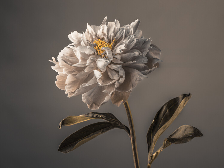 Poster Graceful Bloom