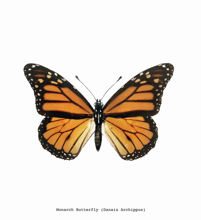 Poster Monarch Butterfly
