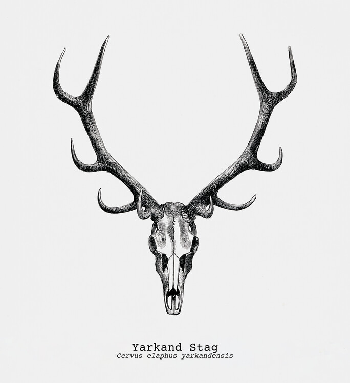 Poster Yatkand Stag