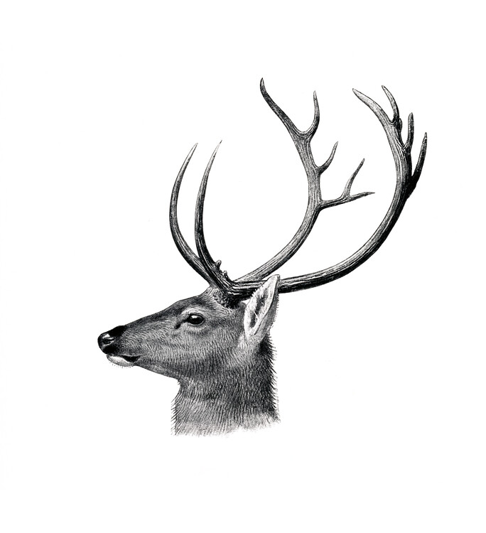 Poster Swamp deer Drawing