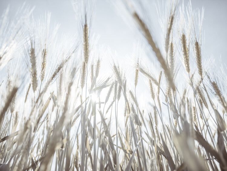 Poster Sunny Barley