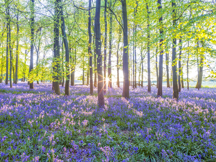 Poster Mesmerizing Bluebell Forest