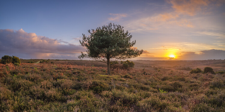 Plakát Single tree in meadow