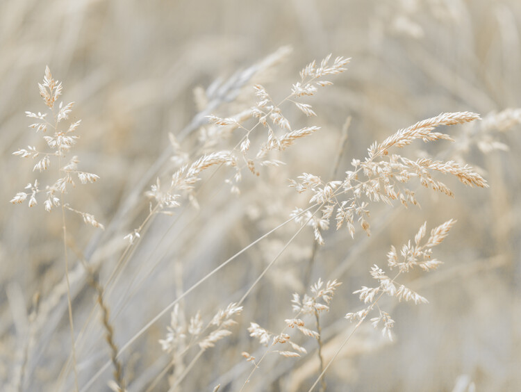 Poster Grasses Swaying in the Breeze