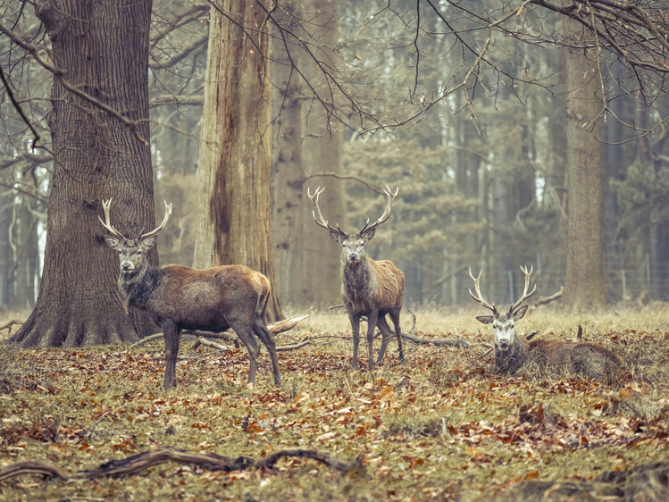 Poster Stags in the forest