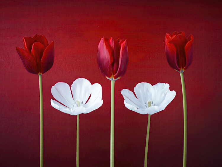 Juliste Tulips Red