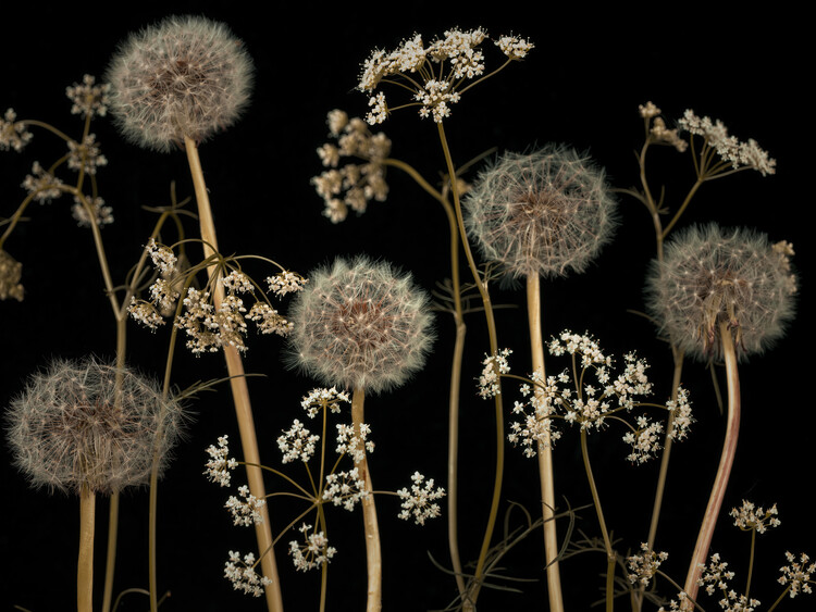 Plakat Meadow flowers