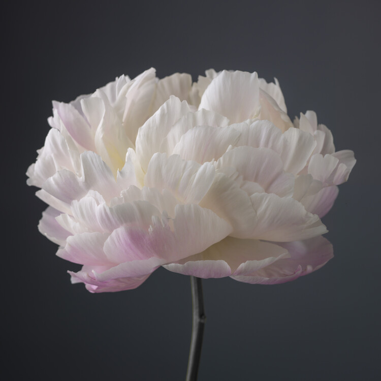 Poster Peony Perfection