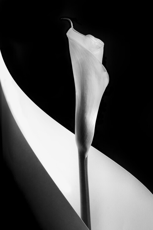 Canvas Print Calla lily