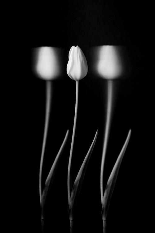 Levně Plakát, Obraz - Tulips, Tony Xu, 26.7 × 40 cm