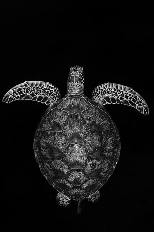 Poster Green turtle on black and white