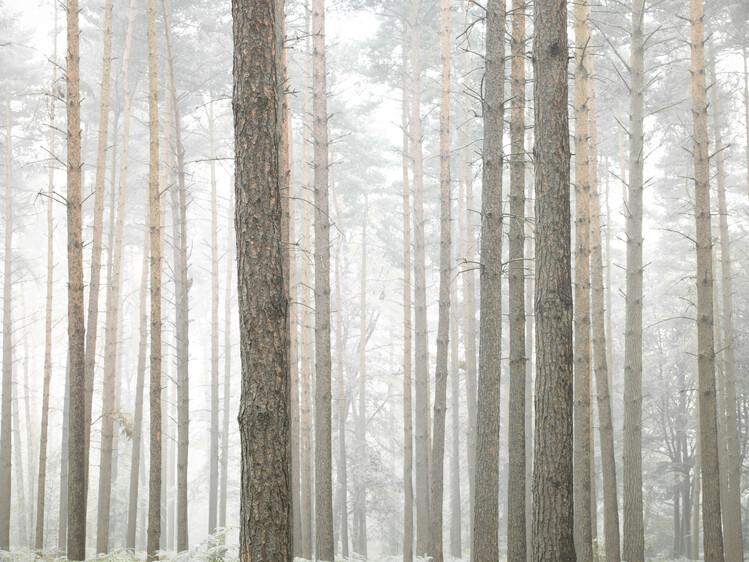 Canvas Print Misty Forest
