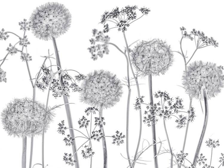 Plakat Dancing Wildflowers