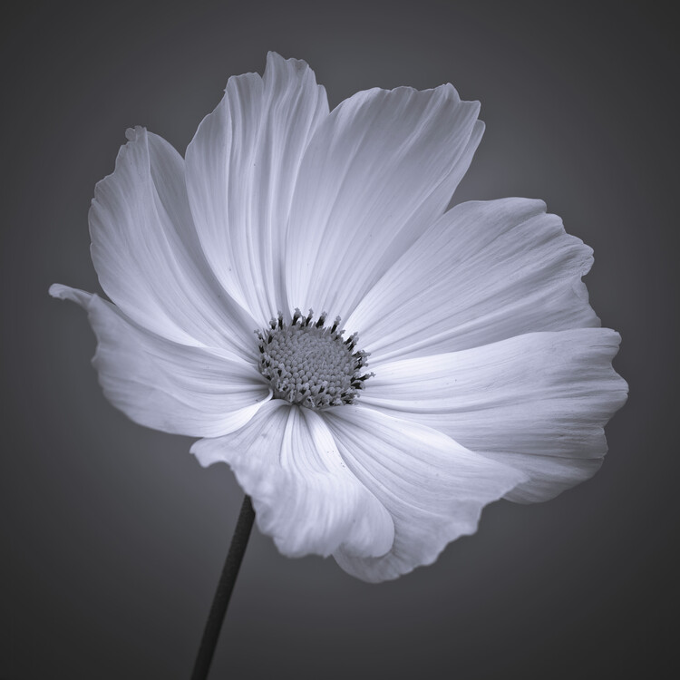 Plakat Delicate Charm