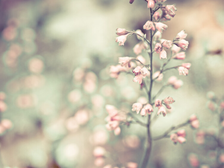 Plakat Heuchera