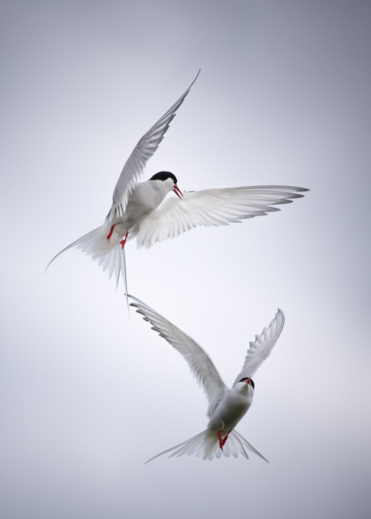 Canvas Print Arctic Tango